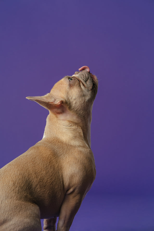 "Guida completa all'addestramento del tuo cane: I 6 comandi base"