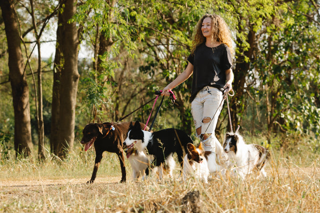 Insegna il tuo cane a parlare, dare la zampa e il cinque: due metodi efficaci