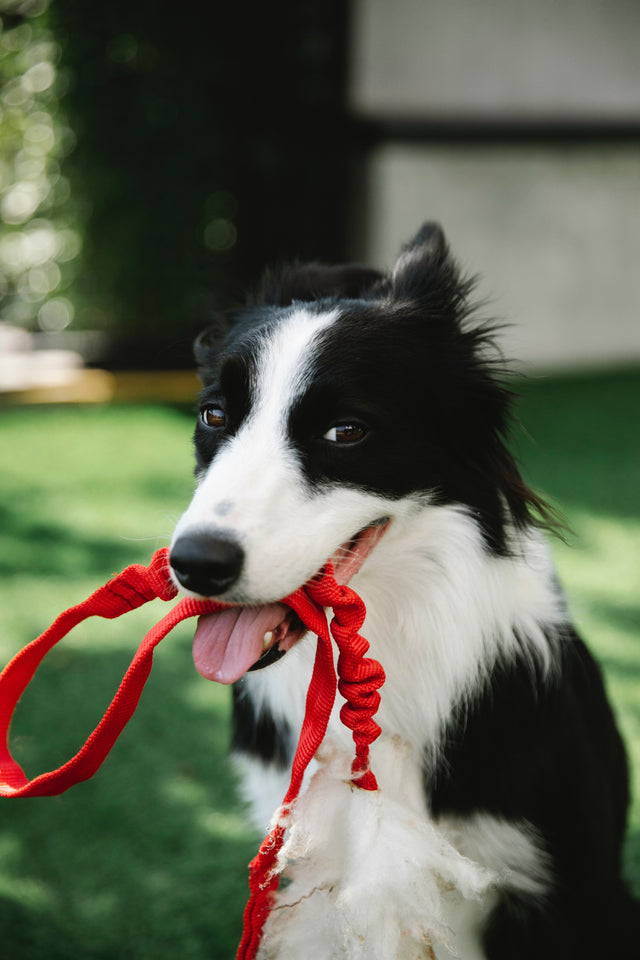 Cosa fare se il tuo cane non ti ascolta: consigli pratici per migliorare la comunicazione