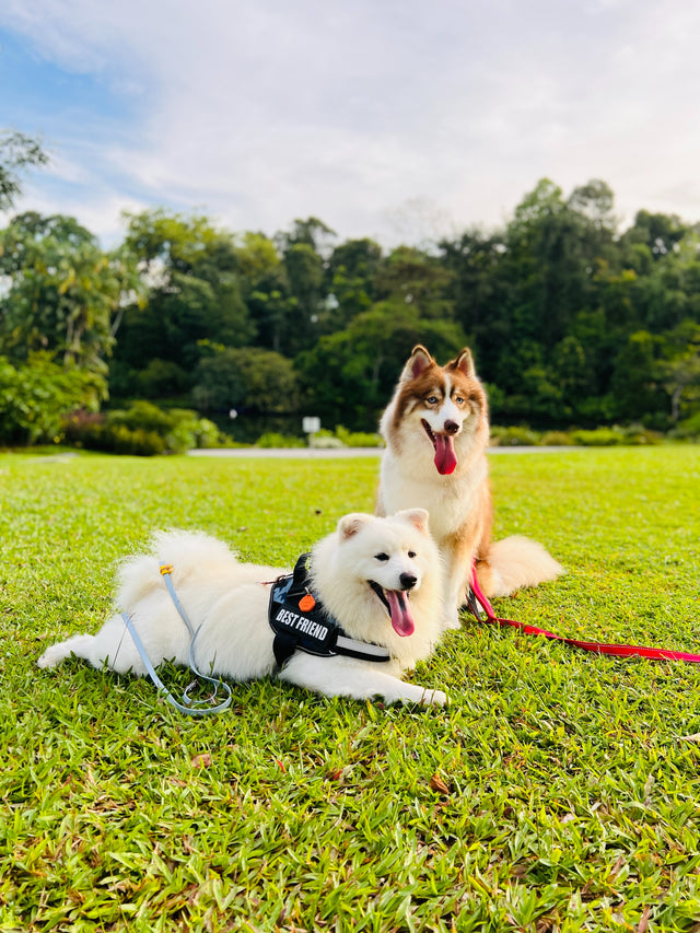 Come migliorare l'addestramento del tuo cane: Consigli avanzati