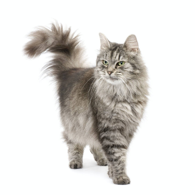 Gatto Premium Sterilizzato